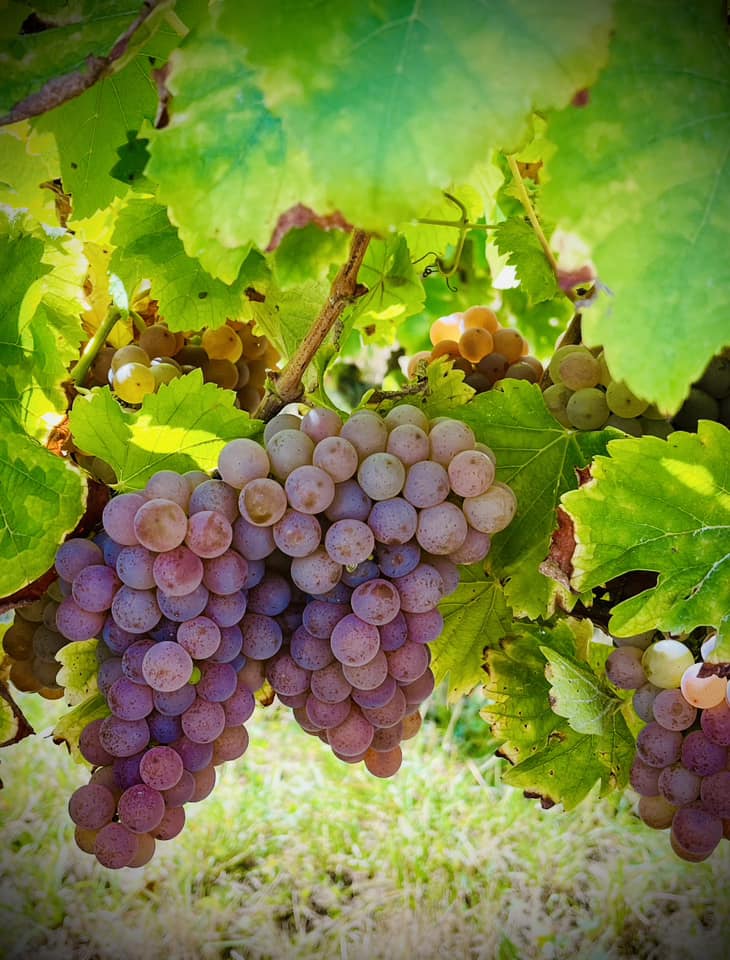 Grappes de raisins mûrs dans les vignes du Berry