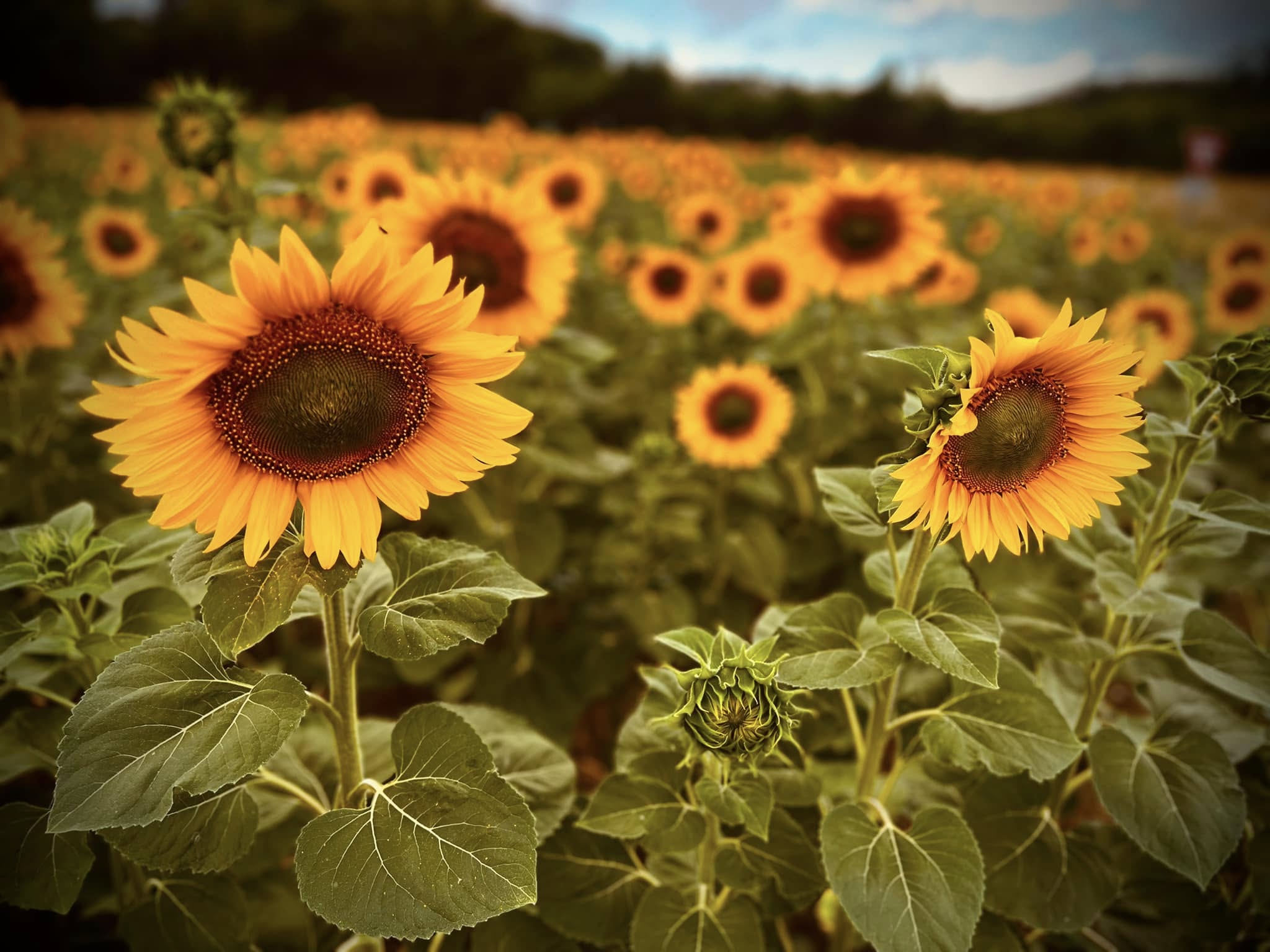 Champ de tournesols en fleur, Indre
